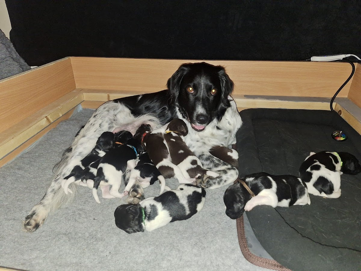 Canine Fertility Care — Dr.Visor photo 5