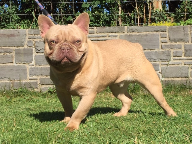 Liverpool K9 Fertility Clinic - IVF & Fertility clinic in Liverpool, United Kingdom