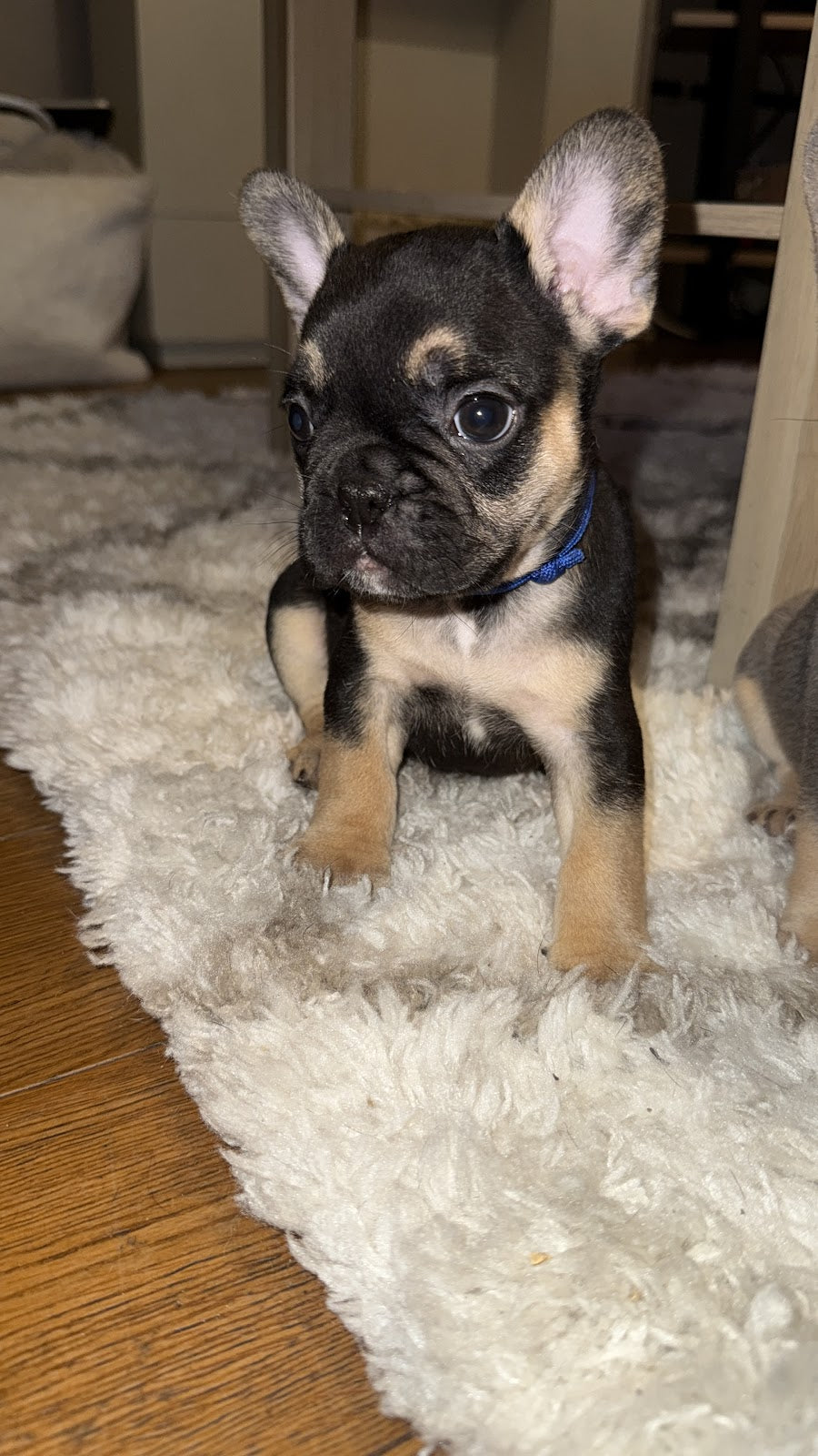 Canine Fertility Care — Dr.Visor photo 3
