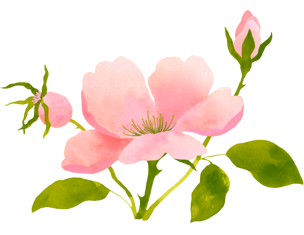 Wild Rose Woman | IVF | Louisville, KY