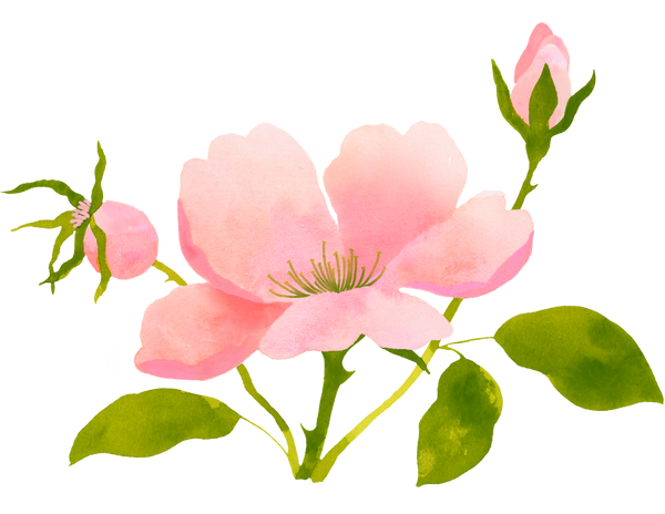 Wild Rose Woman | IVF | Louisville, KY