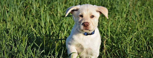 Veterinary Hospital | IVF | Montpelier, VT