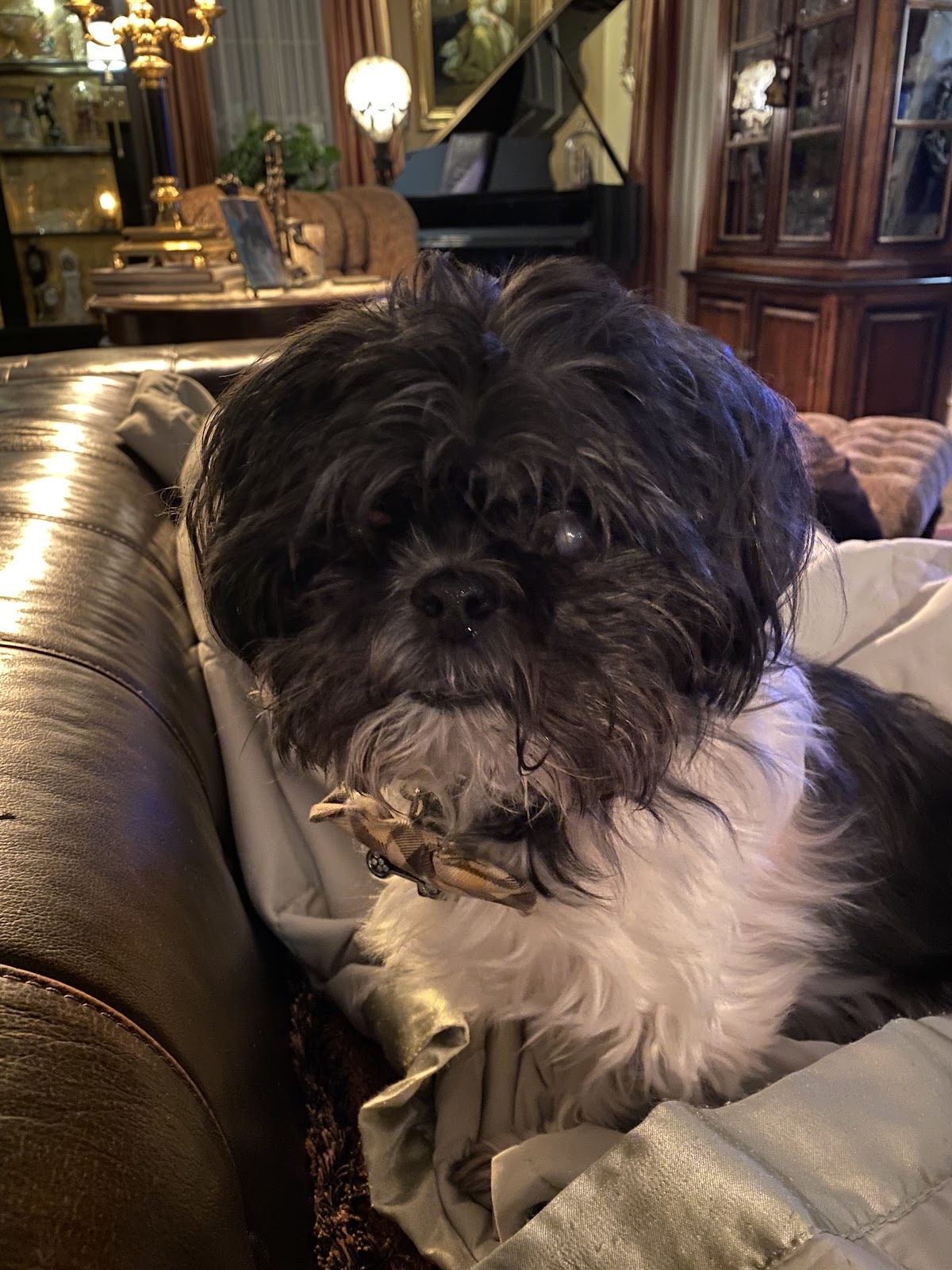 Eye Care for Animals | Eye Clinic | Warwick, RI