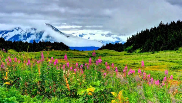 Anchor Dental | Dental | Anchorage, AK