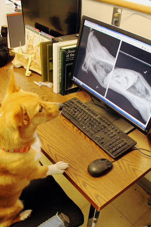 Animal Medical Center of | Dental | Gillette, WY