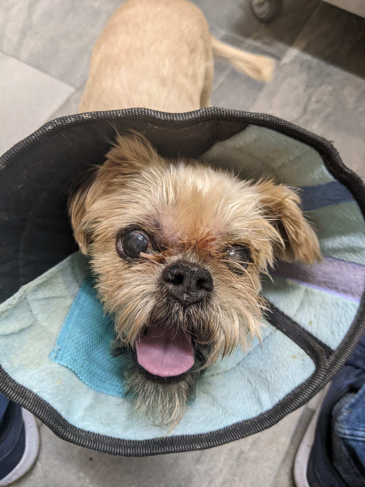 Eye Care for Animals -  Best Gate | Eye Clinic | Annapolis, MD