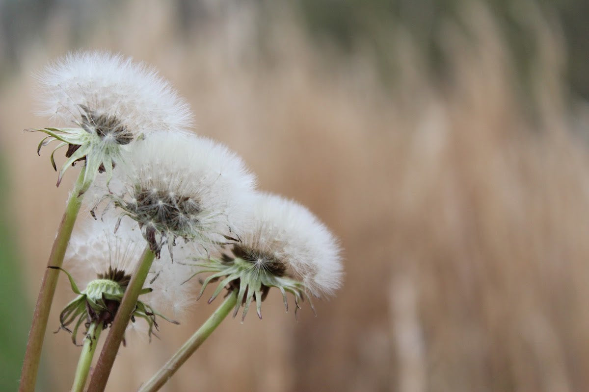Fertile Spring Acupuncture & Reproductive Wellness | IVF | 235 W D St, OR