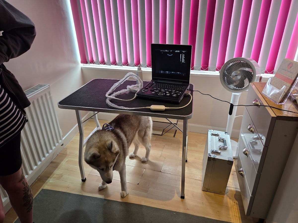 Canine Fertility Care — photo 4