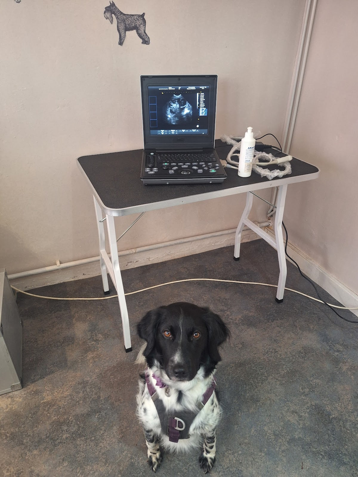 Canine Fertility Care — photo 3