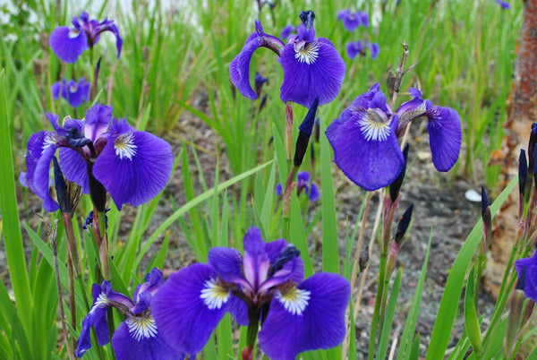 Wild Iris Family Medicine & Maternity Care | IVF | Wasilla, AK