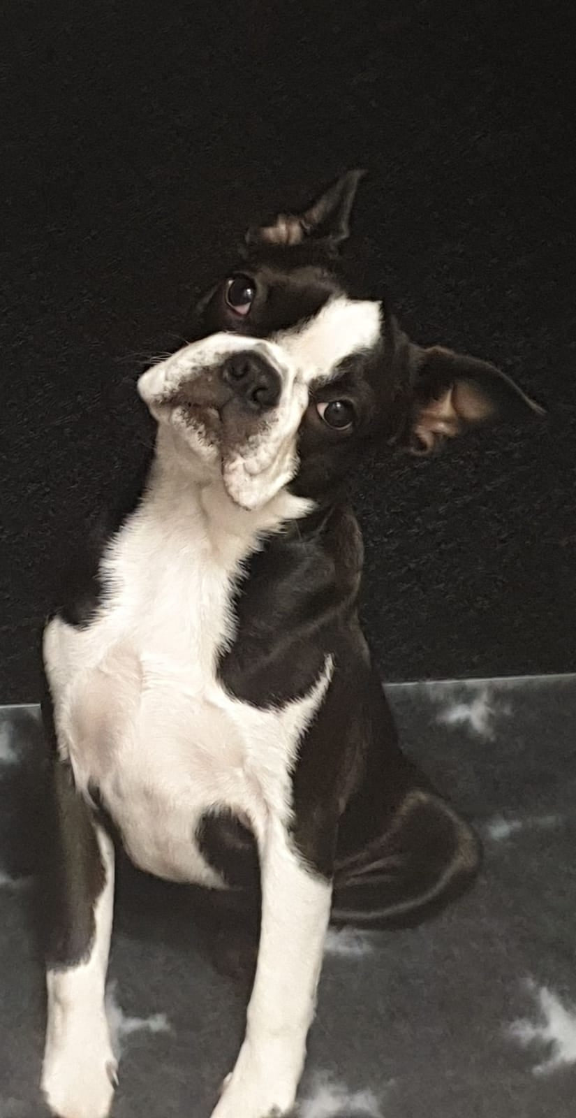 Pet-Ultrasound Scanning and k9 Fertility courses — IVF Clinic in Leeds