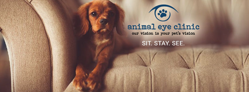 Animal Eye Clinic | Eye Clinic | Carmel, IN