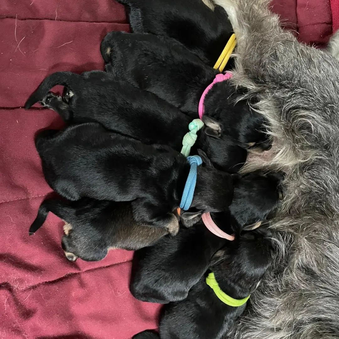 South Manchester k9 Fertility — photo 3