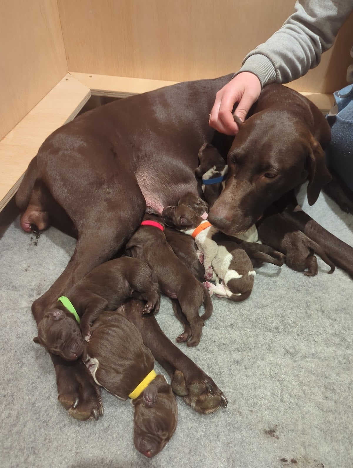 Canine Fertility Care — photo 5