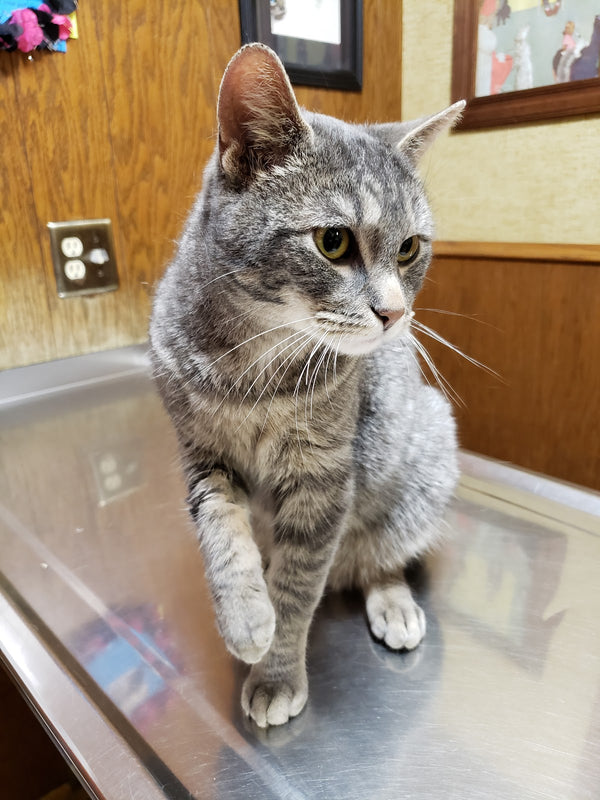 Animal Care Clinic | Dental | Aberdeen, SD