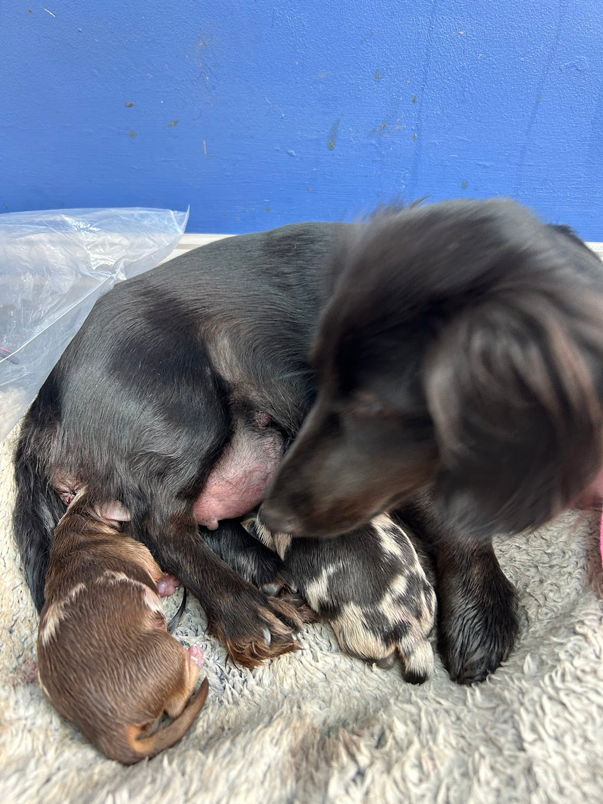 Canine Fertility Care — photo 2