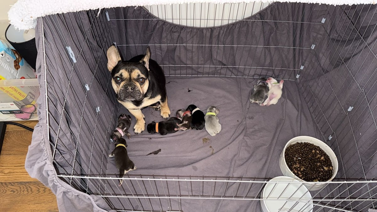 Canine Fertility Care — Dr.Visor photo 4
