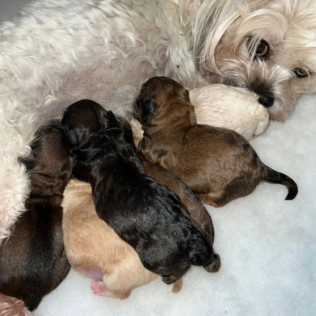 South Manchester k9 Fertility — photo 2