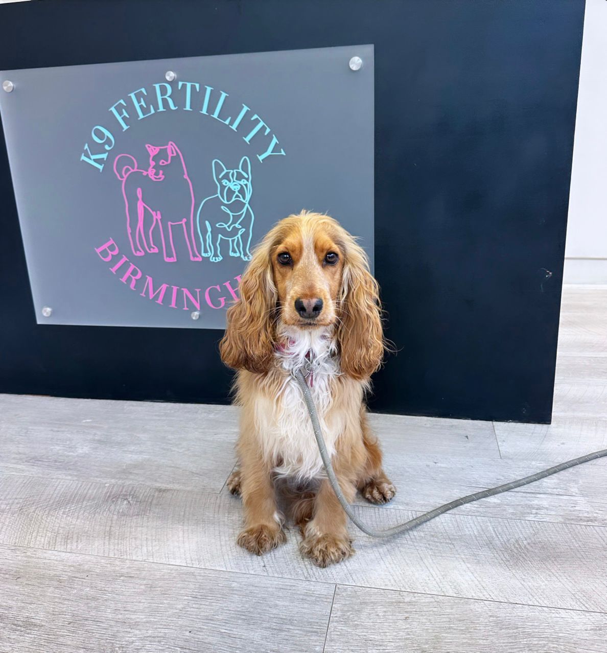 k9 Fertility Birmingham — IVF Clinic in Birmingham