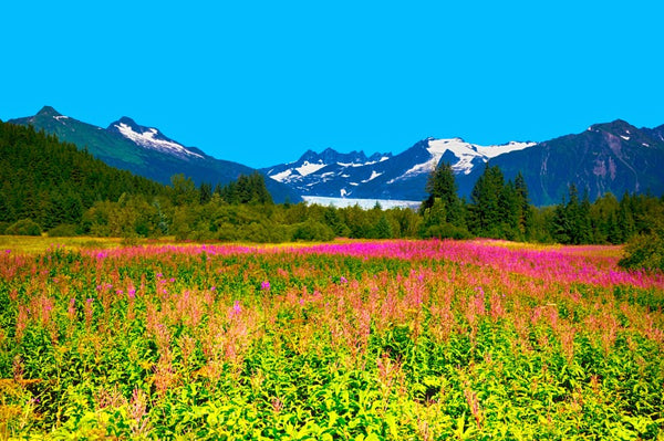 Jared Lee, DDS | Dental | Juneau, AK