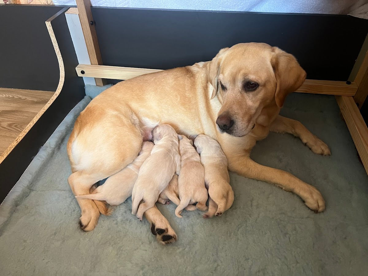 Canine Fertility Care — Dr.Visor photo 2