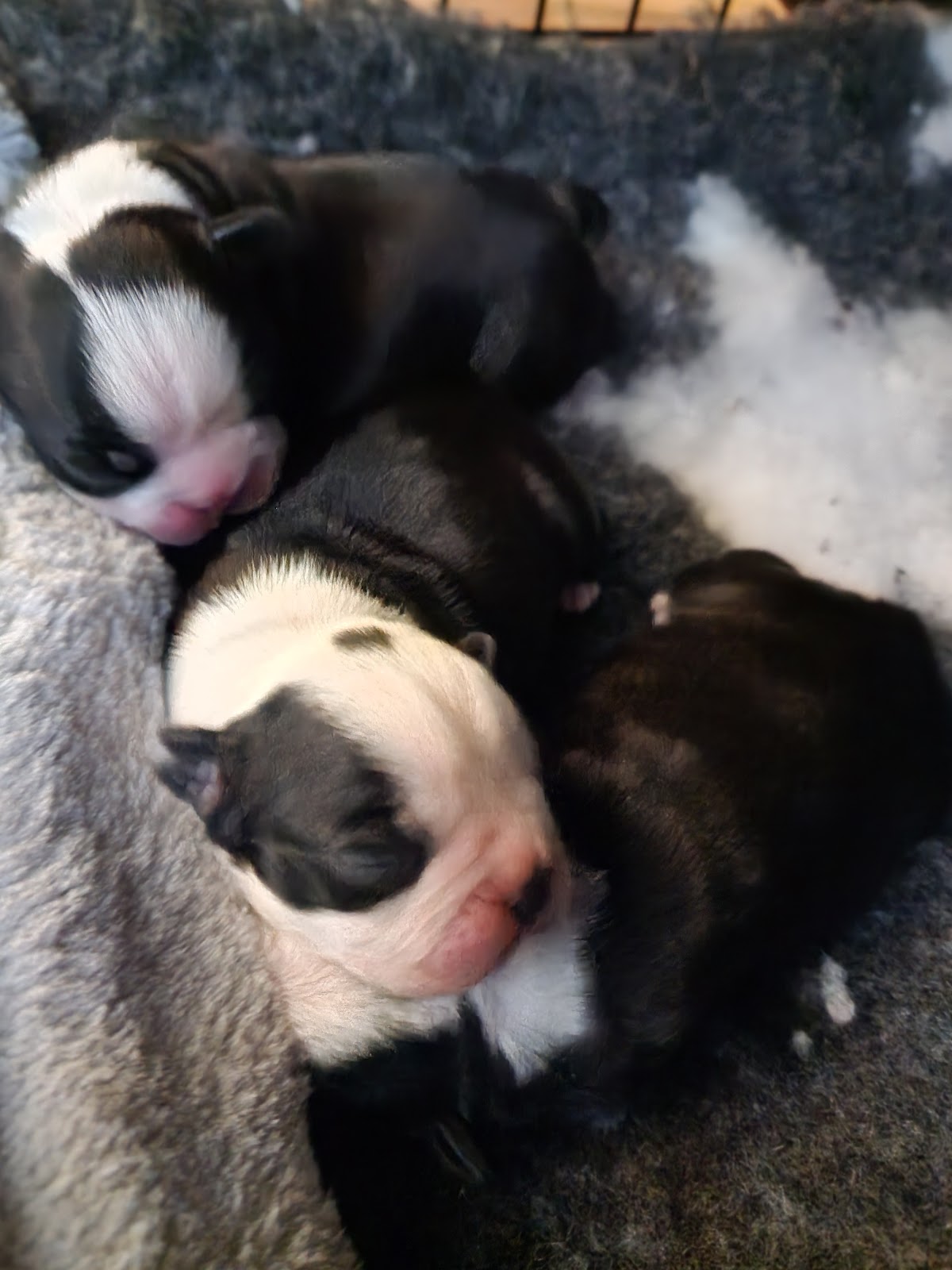 Pet-Ultrasound Scanning and k9 Fertility courses — Dr.Visor photo 2