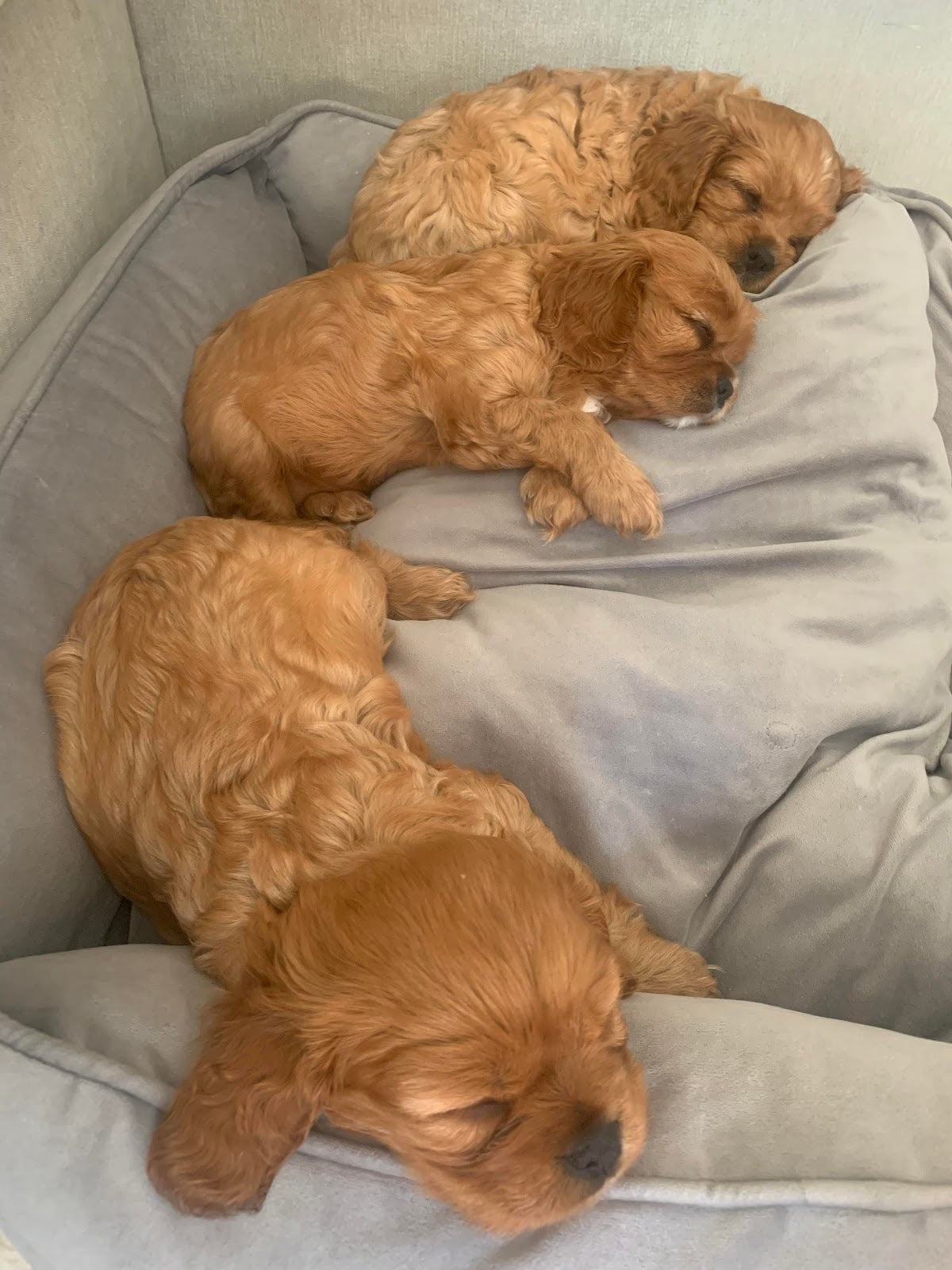 South Manchester k9 Fertility — Dr.Visor