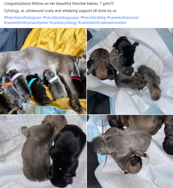 South Manchester k9 Fertility — Dr.Visor photo 4