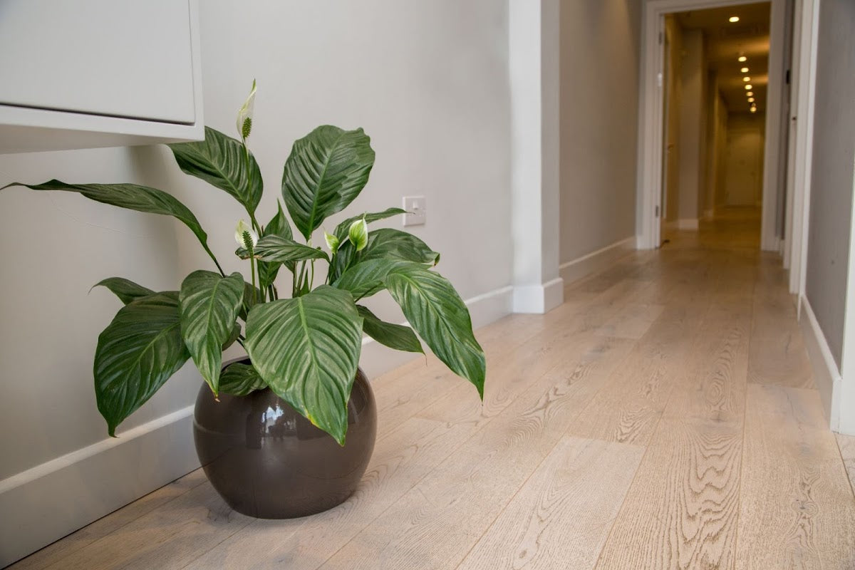 The Dental Centre London — Dr.Visor photo 5