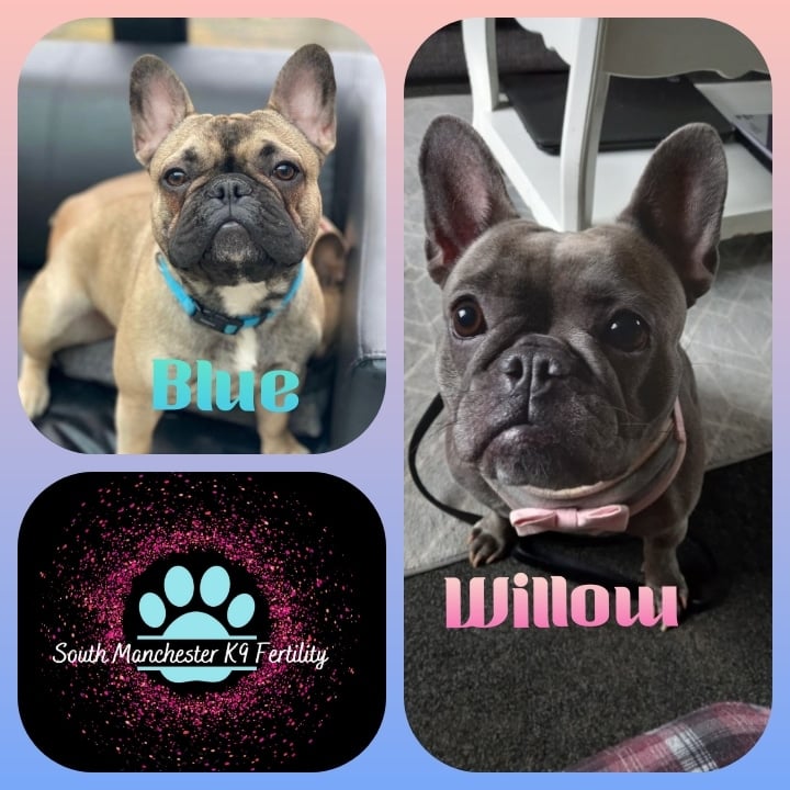 South Manchester k9 Fertility — Dr.Visor photo 5